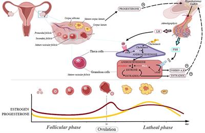 Frontiers | Natural Compounds in Sex Hormone-Dependent Cancers